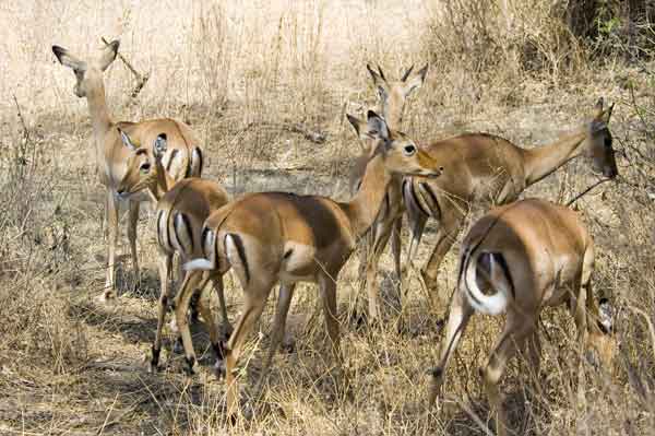Antílope Impala - parque nacional lago Manyara - Tanzania.jpg